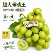 澳洲阳光青提无籽葡萄｜超大颗甜脆新鲜直采