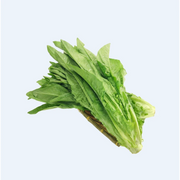 新鲜翠绿的油麦菜特写，叶片挺拔水嫩，适合火锅或清炒