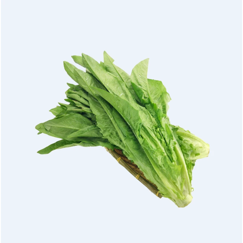 新鲜翠绿的油麦菜特写，叶片挺拔水嫩，适合火锅或清炒