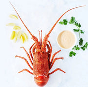  No. 4 Mithkelp Crayfish 4号小龙虾主图