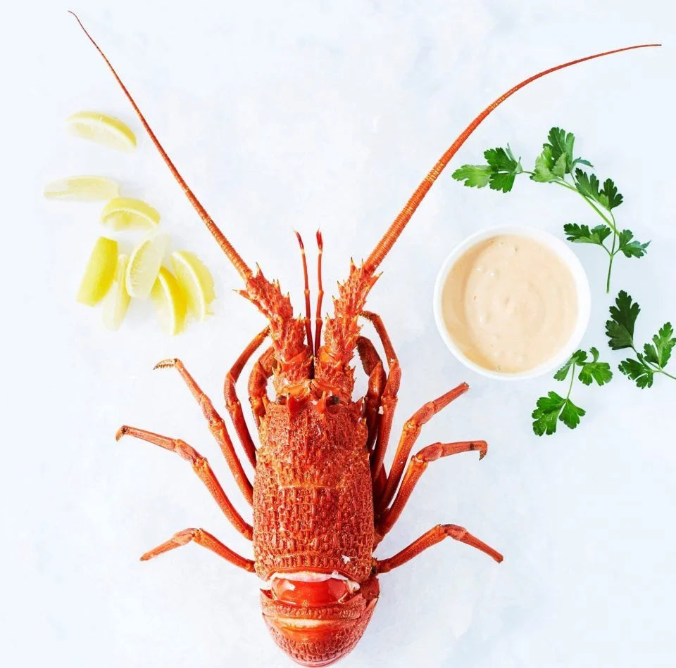  No. 4 Mithkelp Crayfish 4号小龙虾主图