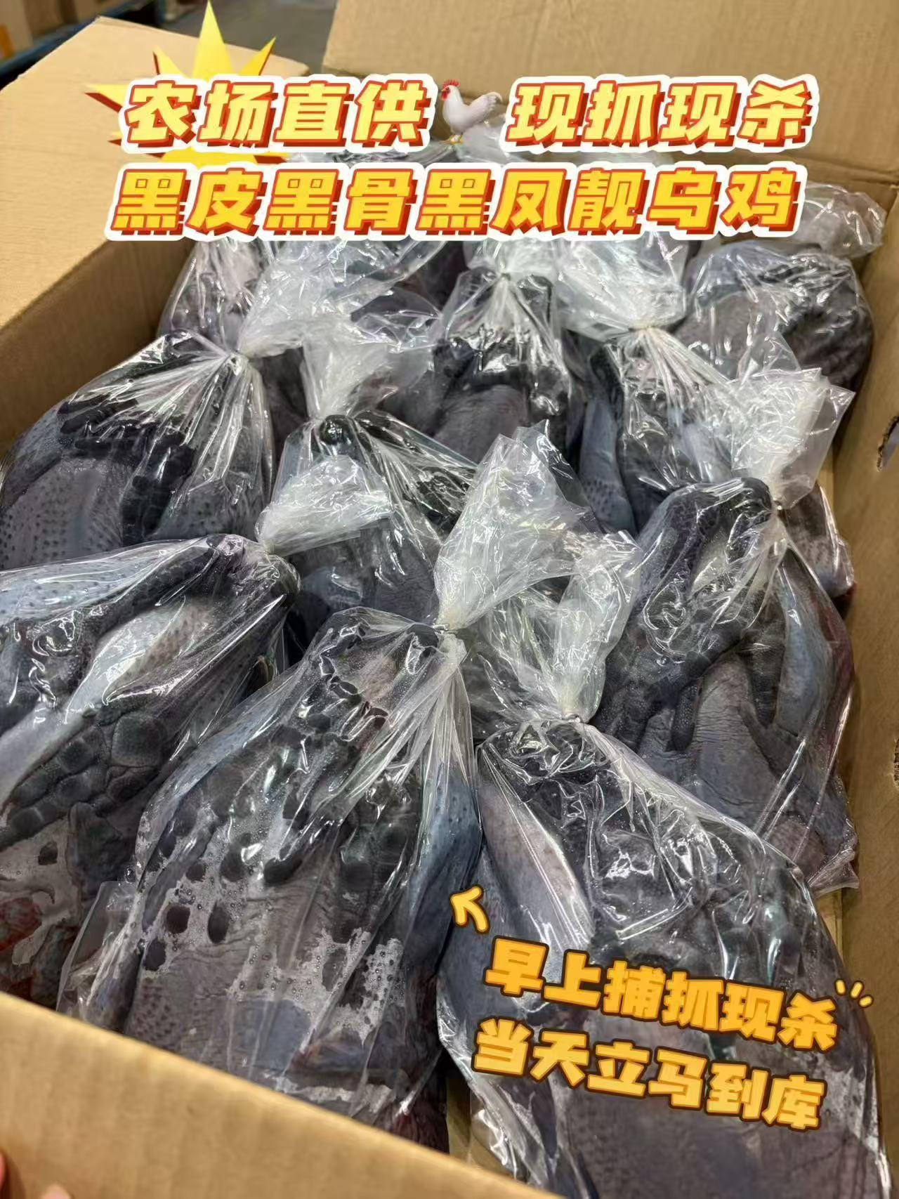 黑鳳靚烏雞 | 農場現抓現殺 | 900g–1.2kg/隻