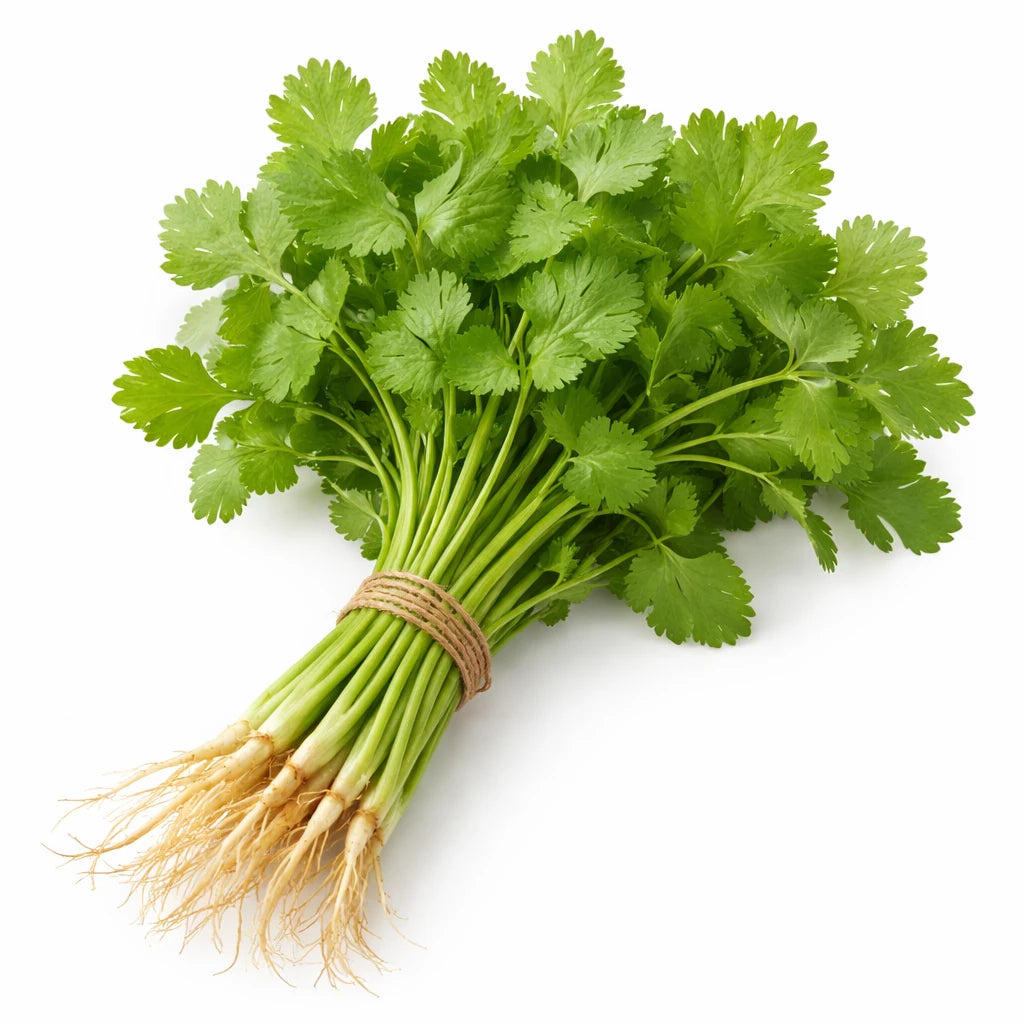 一把新鲜翠绿的香菜，叶片鲜嫩挺拔，根部洁净，适合火锅凉拌或日常烹饪提味。