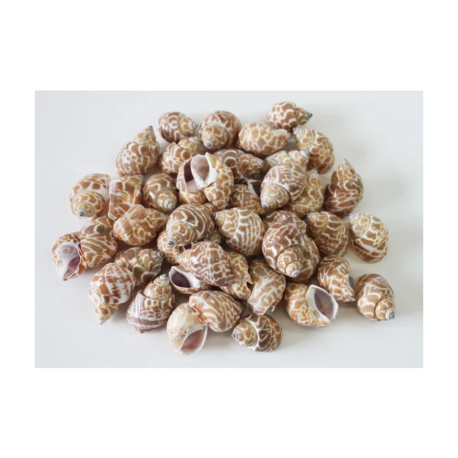 一堆新鲜冷冻的花螺，展示其天然的褐色花纹外壳，肉质紧实，适合白灼或辣炒。