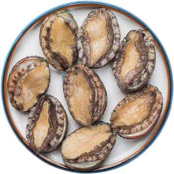 一只冰鲜带壳的中号塔斯马尼亚鲍鱼，裙边完整，肉质饱满，适合清蒸或红烧。