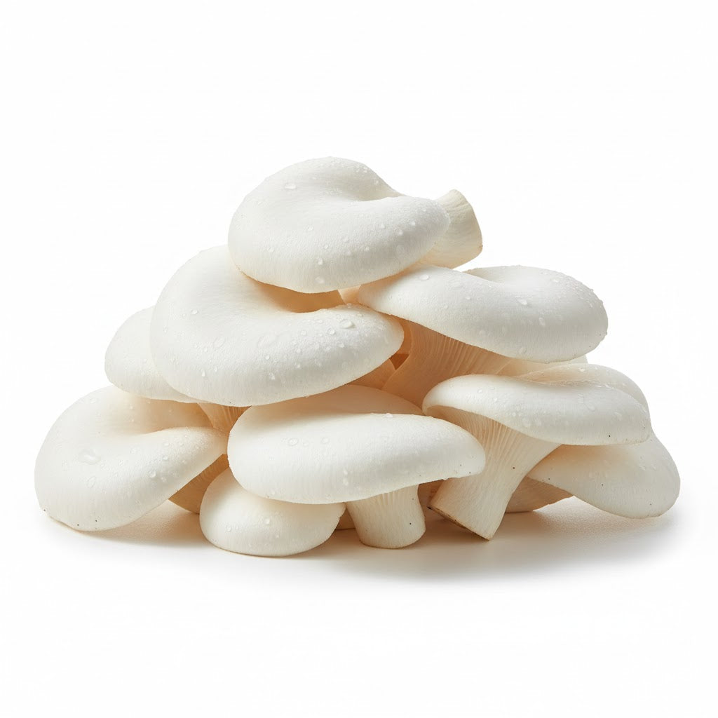 新鲜白色鲍鱼菇特写，菌柄肥厚洁白，质感脆嫩，适合火锅或清炒。